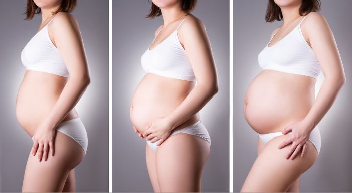 evolution grossesse